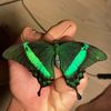 morpho_peleides