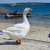 pipekbiggoose