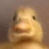 thats_a_nice_duck