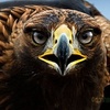 goldeneagle_0