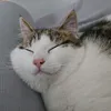 saolida18