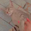 ninychesie_