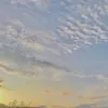 daunhijauonly