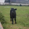 highlandcow1225