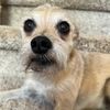 dogzrule2