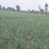 riyo545043