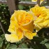 sosoo301991