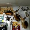 texaswhitetails1