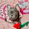 princesslola_thefrenchie