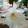 neuzafa0