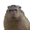 capybara_blox_eafc24