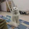 kaisen_3135