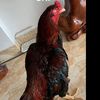 nguoimuavui38