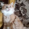 andrei87ca