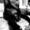 backcat6008