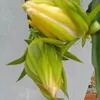 dy9hkysb28cc