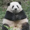 papa..schlumpf