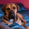 kevin_adoraboel_boerboel