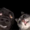 huonggtr_