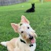 Scottiedogs802