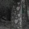 greyxq