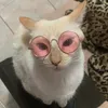 daenaryscat
