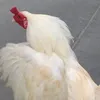 tanko_kun