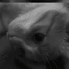 cutehotmeso1tgioii