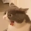 ginababogo