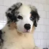 Cãoselheiro