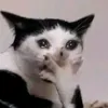 lthhnh.11