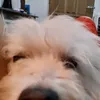 pochosparky