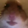 hamstergangvana286