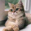 andrei89615330905