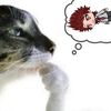 n0tpopcat