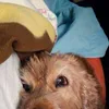 elpapuchogomez