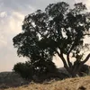 adar._jan