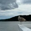 unbilibleble