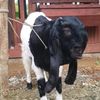melysaferafarm