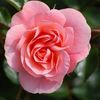 rosa008833