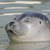 marceltheseal