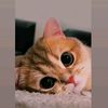 💸🐈👀𝕲𝖆𝖙𝖎𝖙𝖔🫠🐈‍⬛👻