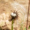 akelloise5