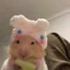 hamster0942