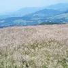 lilaaaa1234