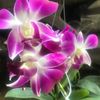 truongthinguyen03