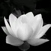 tuoanh1992