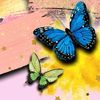 lynnjaber684