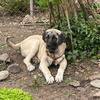 brooklyn_kangal