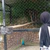 neney_06
